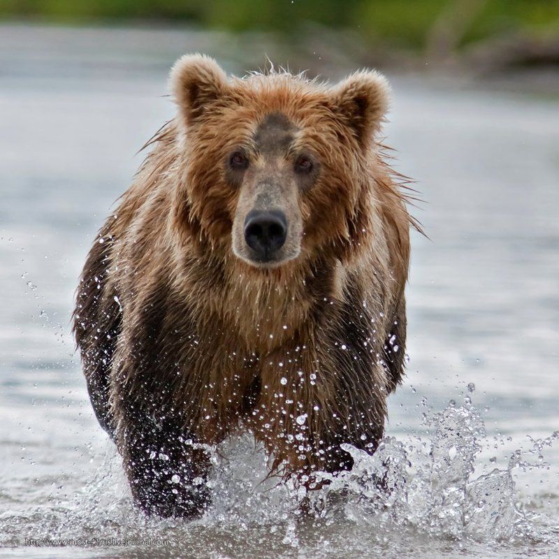 камчатка, курильское озеро Рыбный спринт IIphoto preview