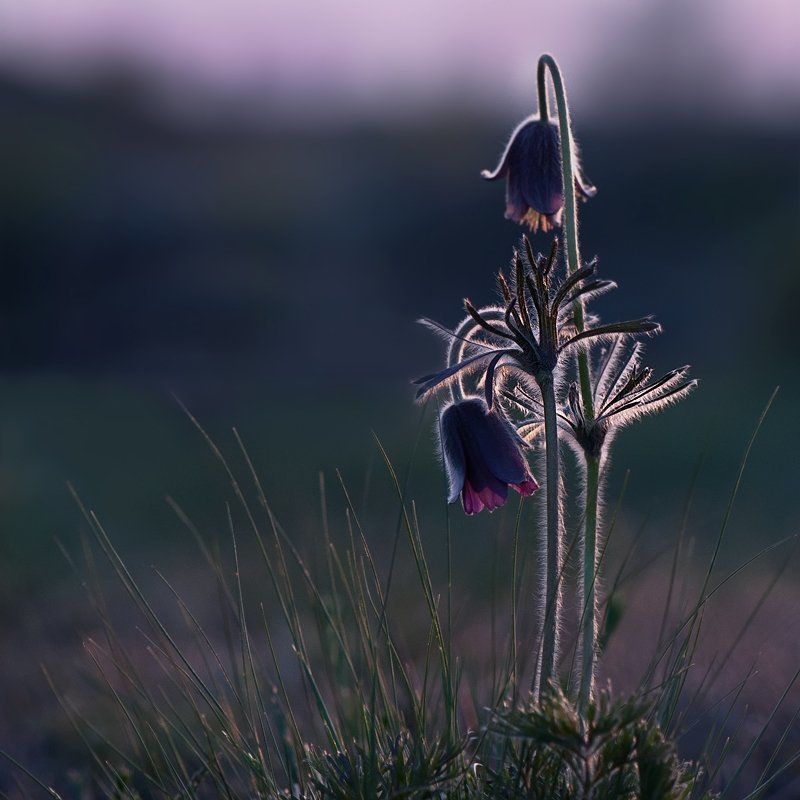 ...возьми немного света моего...photo preview