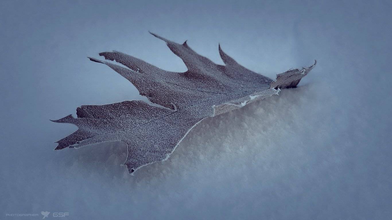 Зимнее.... Автор: Serj Master зима, снег, листок, природа, Serj Master