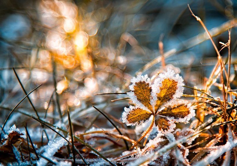 sunrise, frozen, blue, bokeh, golden, leaf The frozen 5photo preview