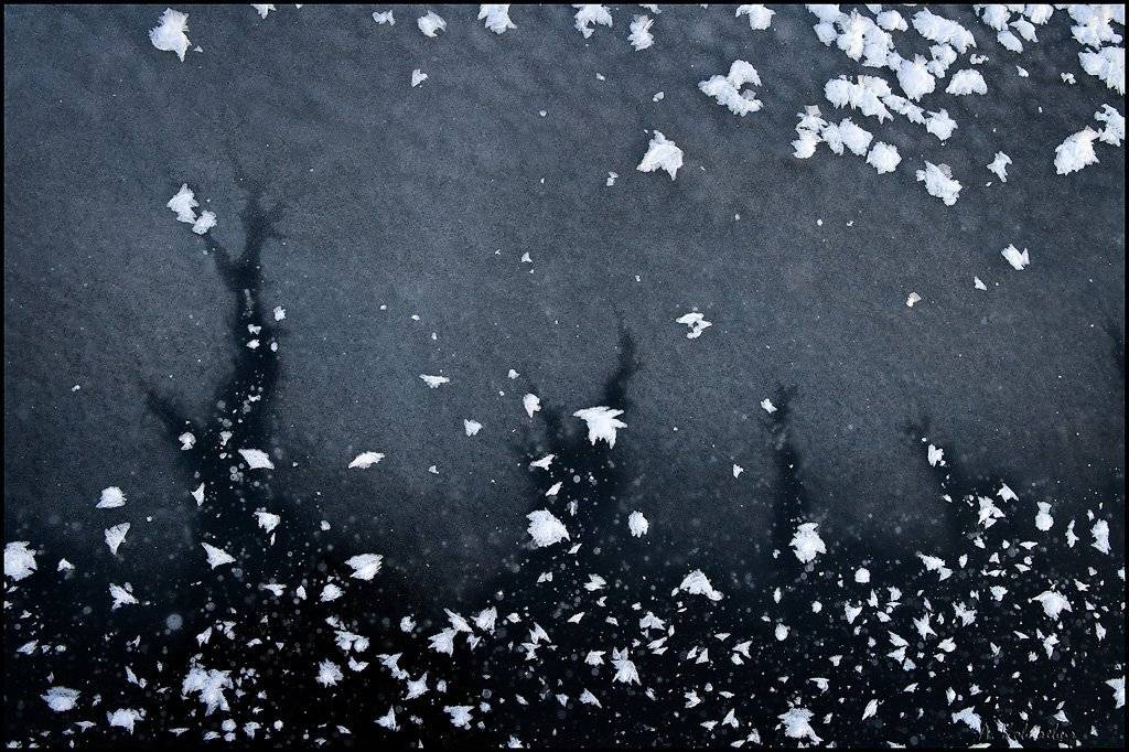 "Падал прошлогодний снег". Автор: Ковалевич А. лёд, иней, снег, Ковалевич А.