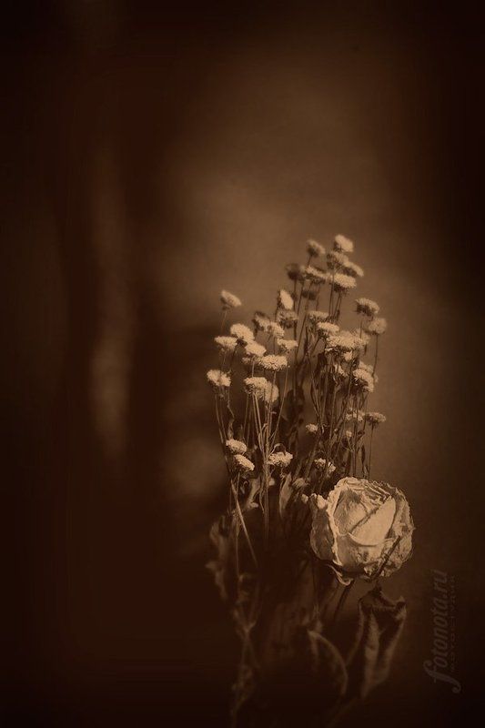 девушка, и, цветы ***photo preview