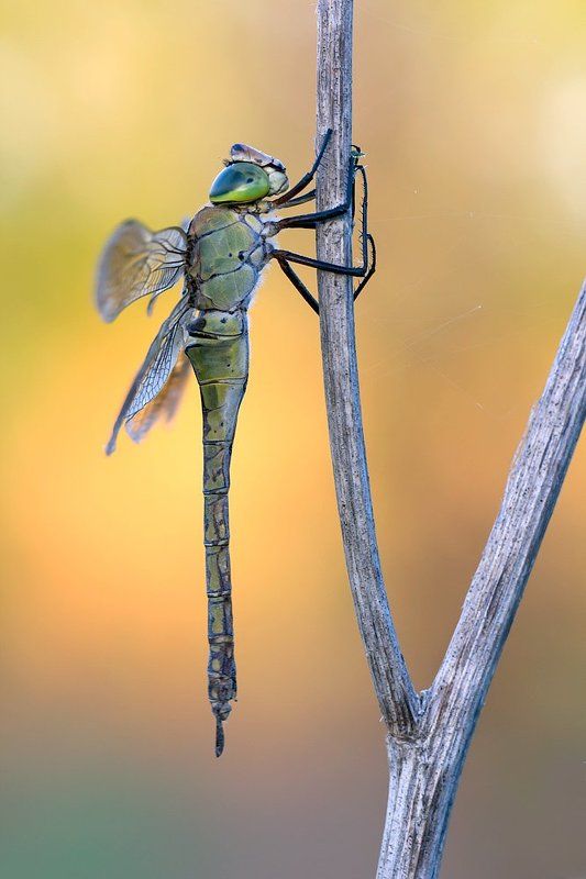 odonata,canon 550d, sigma180mm, macro, lens Anax parthenopephoto preview