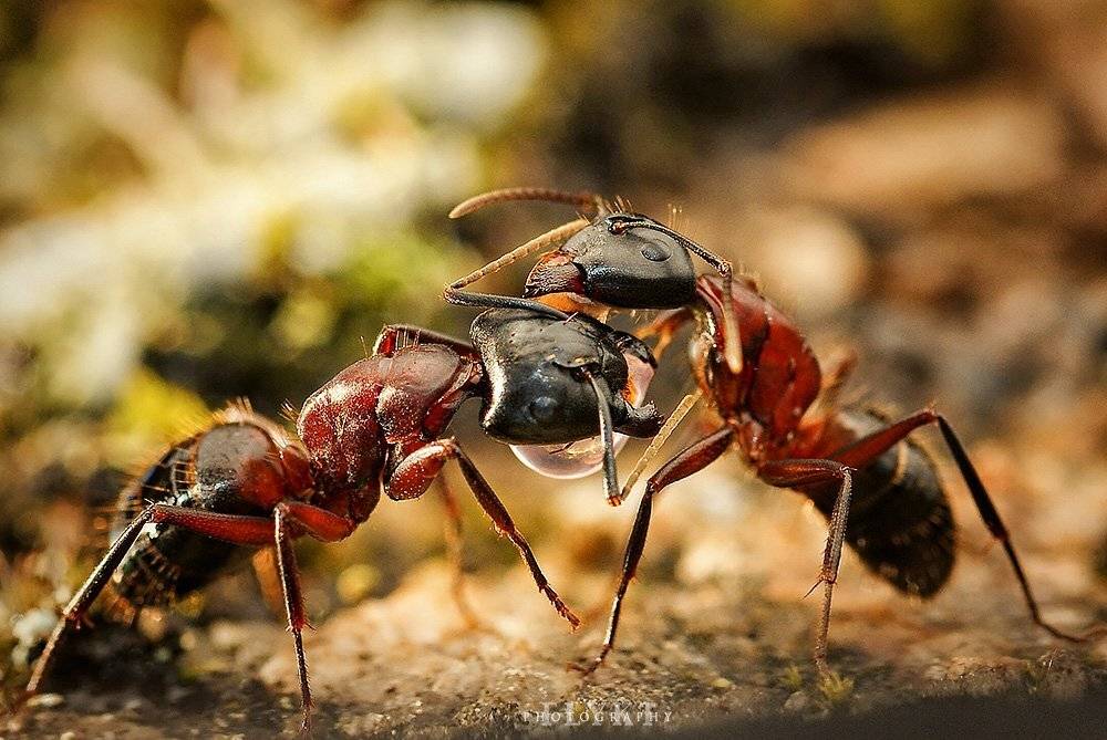 Trophallaxis (Ants feeding each other). Автор: Helena Flykt , Helena Flykt