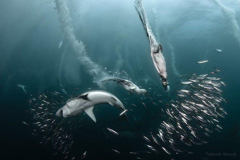 surdin, run Great huntingphoto preview