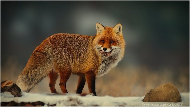 лис Рыжикphoto preview