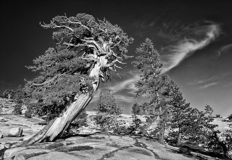 yosemite, tree Противостояниеphoto preview