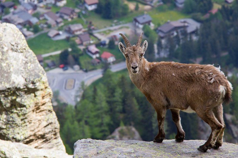 Кто здесь?!photo preview