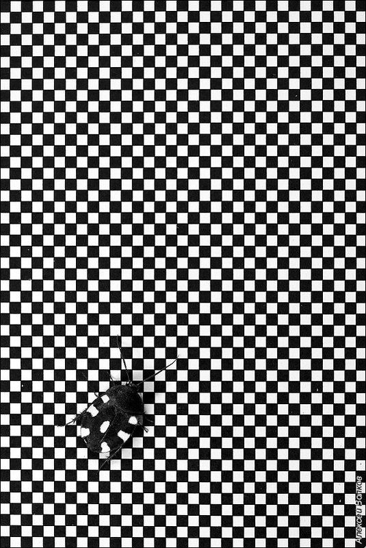 таракан-домино, шахматный таракан, therea petiveriana Бесконечная игра в шахматыphoto preview