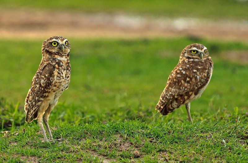 кроличий, сыч, burrowing, , , owl, венесуэла Кроличьи сычиphoto preview