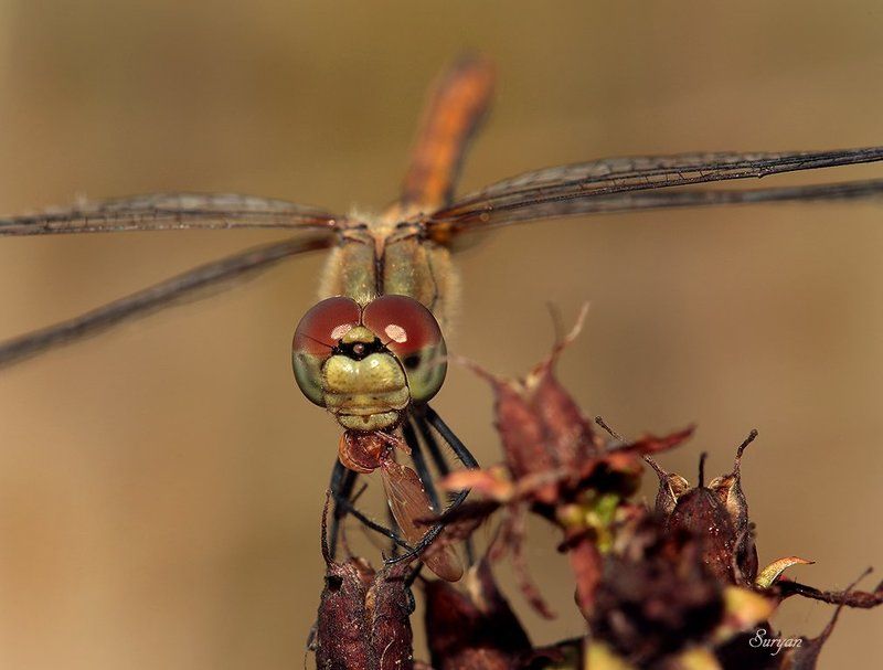 лето, трава, стрекоза Закусывать надо! фото превью