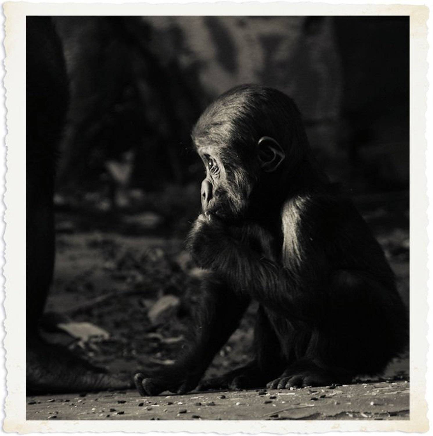 , Ольга Сибирёва