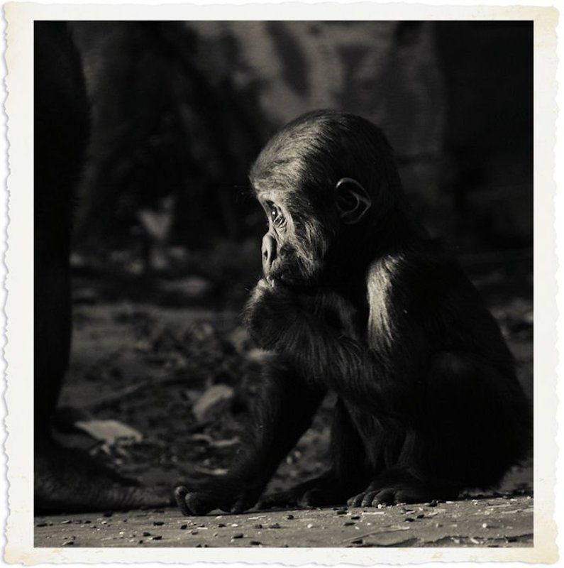 Что бы такое сказать маме, чтобы она купила мне мороженое...photo preview