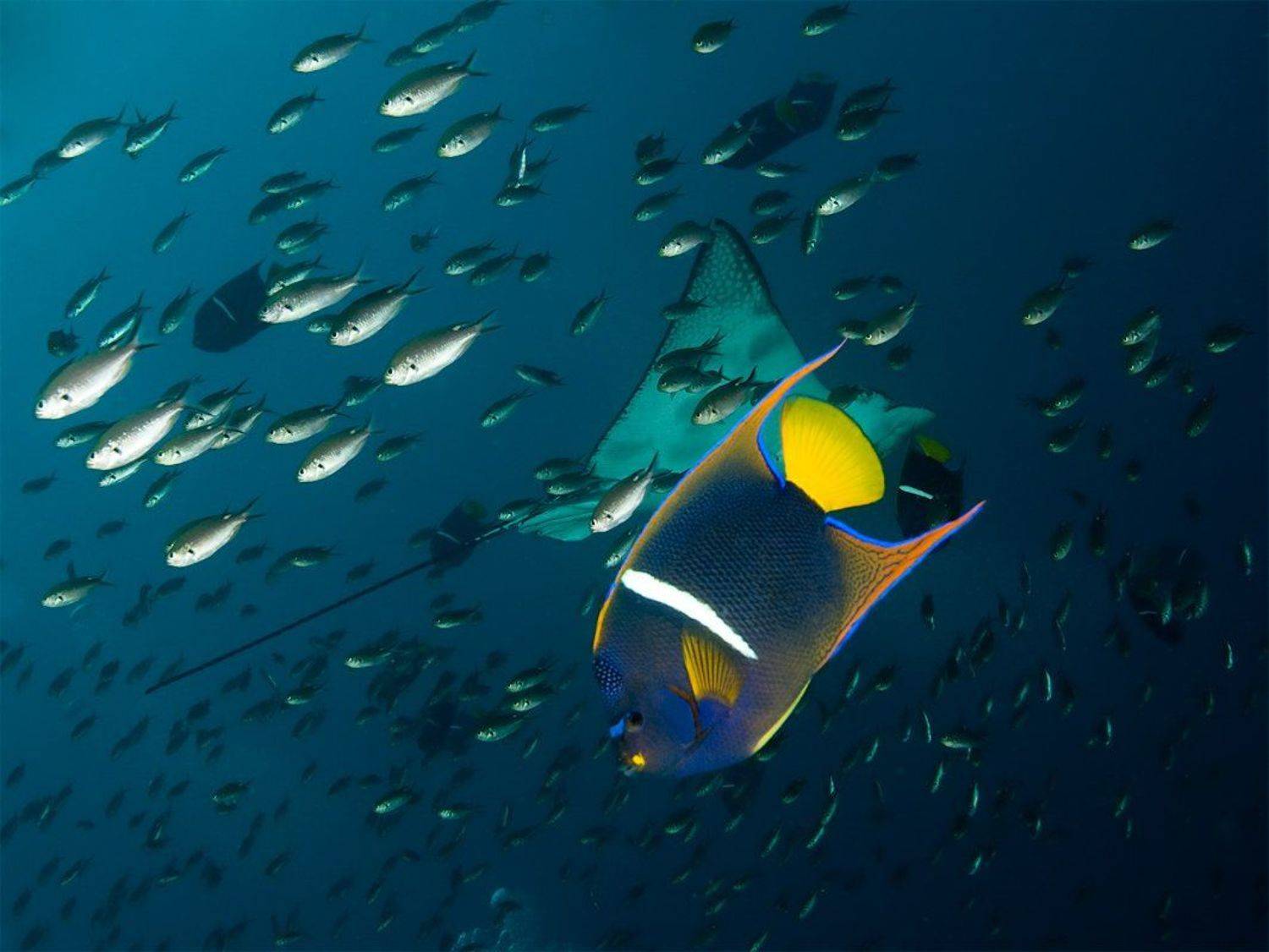 Плотное движение. Автор: Виктор Чистов underwater, Виктор Чистов