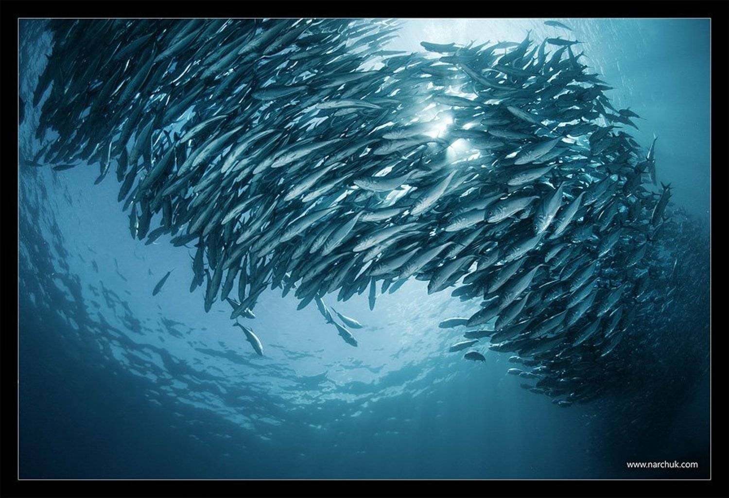 стая,дым,море,рыба,филиппины, Нарчук Андрей