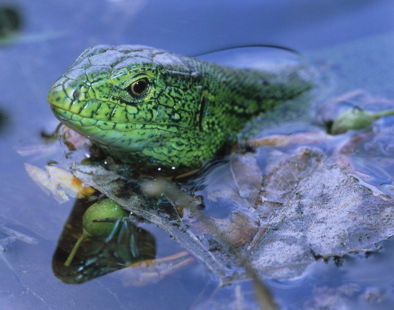 вода.ящерица. Зеленый портрет.photo preview