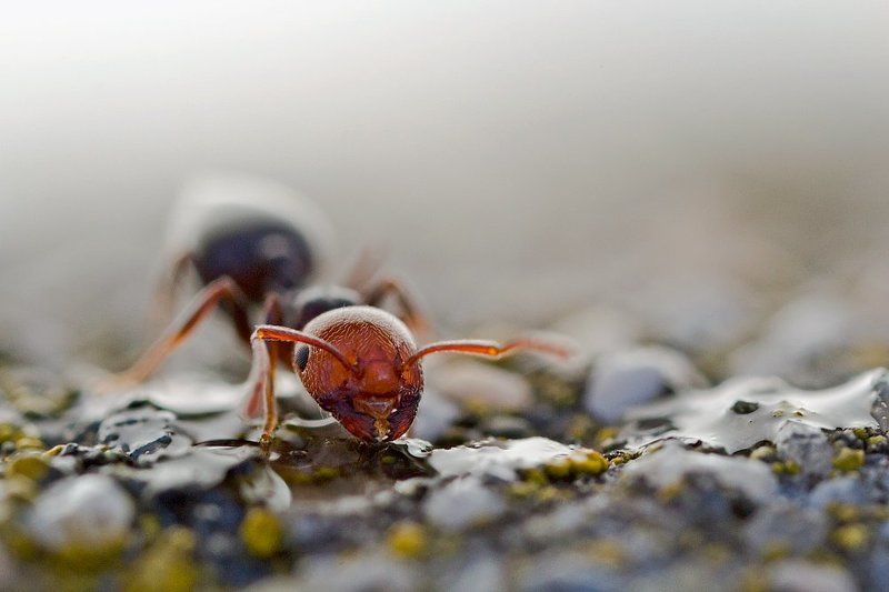 himenoptera, canon, 600d, mp-e 65mm, canon, macro, lens Crematogaster scutelarisphoto preview
