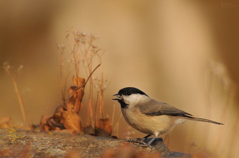 Parus palustris фото превью