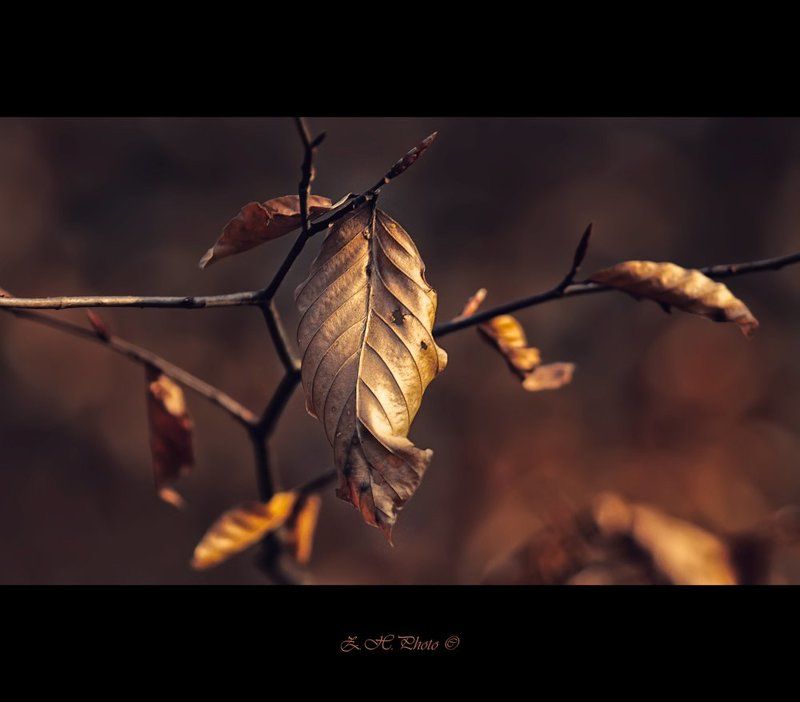 red, bokeh, branch, brown, leaf, dark I\'m not alonephoto preview