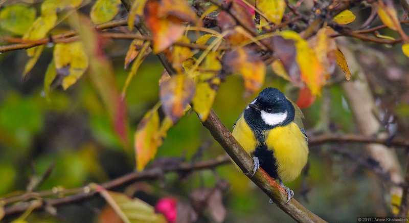 синица, большая синица Птица-осеньphoto preview