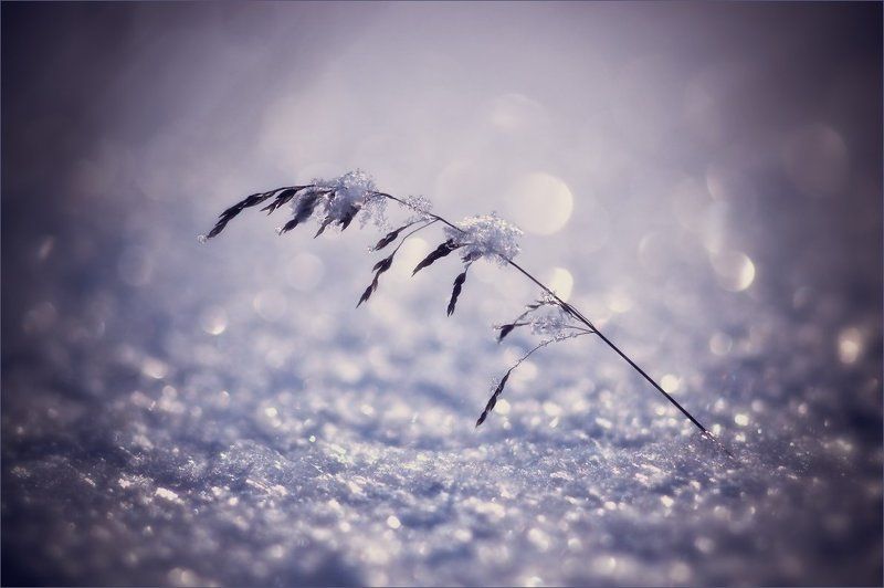 В плену холода и тьмыphoto preview