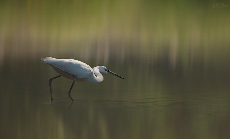 Egretta garzetta-hunting фото превью