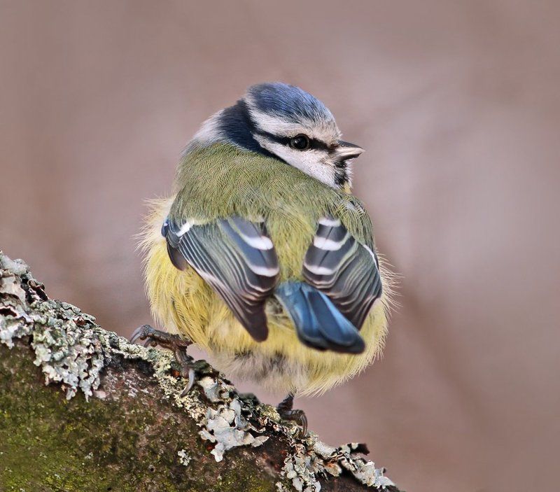 Лазоревка.photo preview