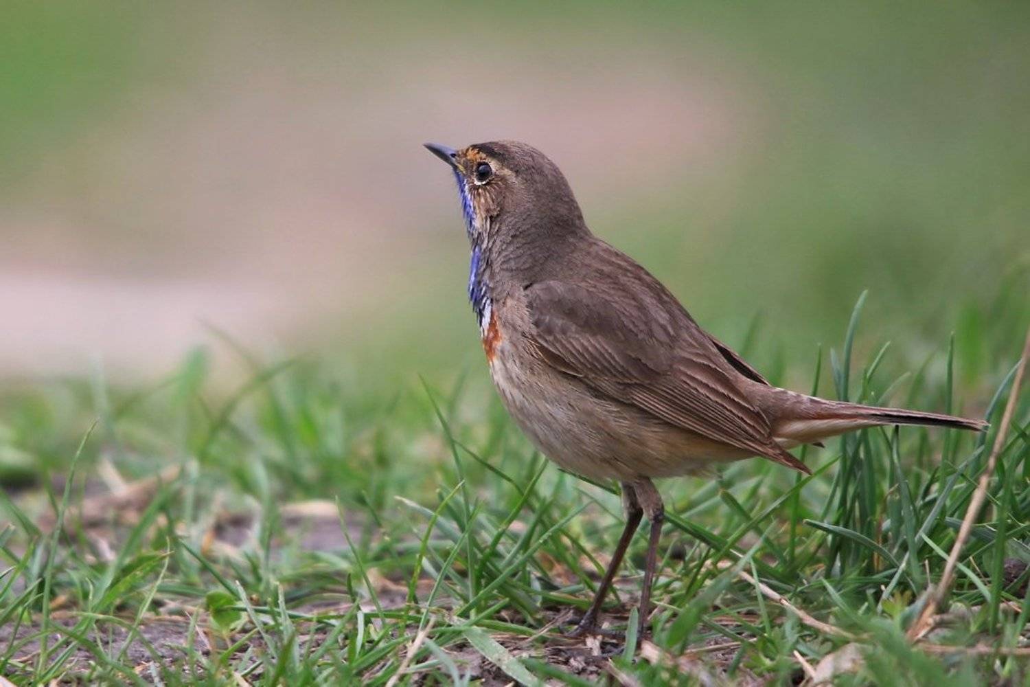 варакушка,  luscinia svecica, Леонид