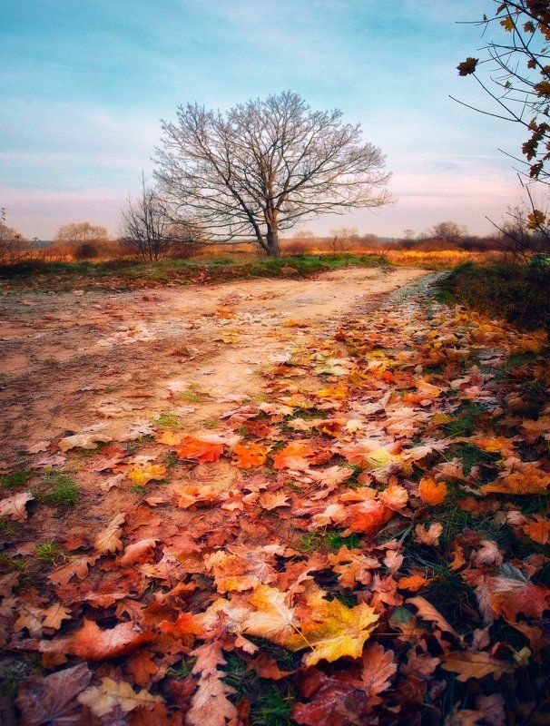 осень, дуб, утро ...Про одинокий дуб... фото превью