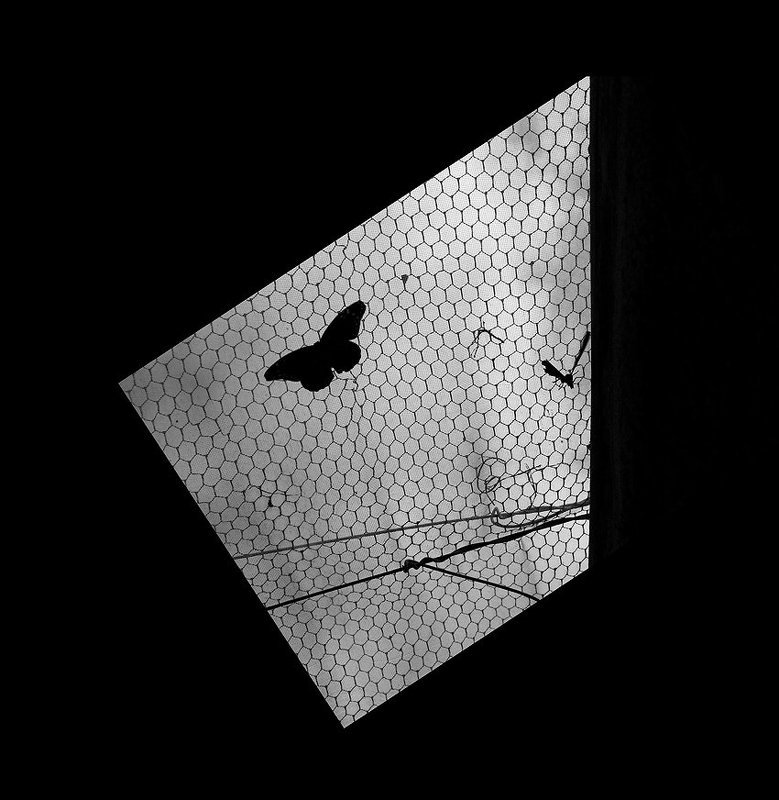 Бабочкиphoto preview