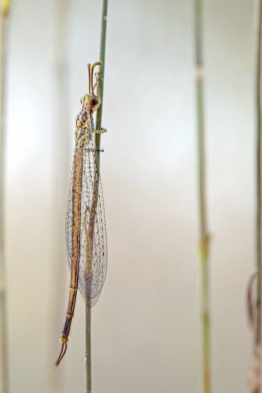 neuroptera, 5d mkii, 100mm, l is, maro ,lens, canon Antlionphoto preview