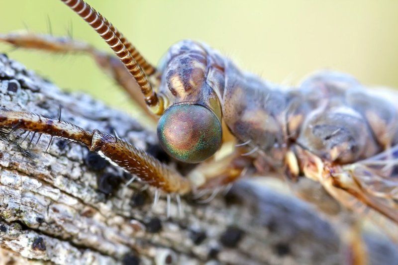 canon, 5500d, mp-e 65mm, macro, lens photo preview