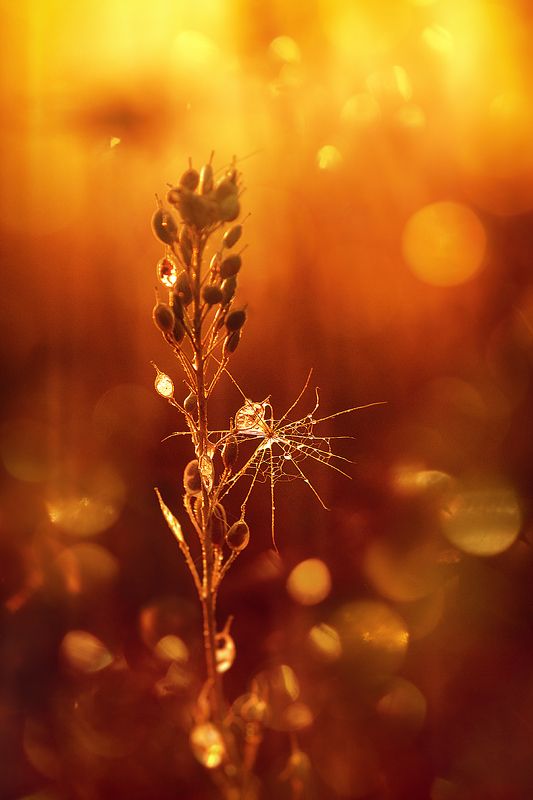 moment, момент, beautiful, красивый,  nature, природа,  canon 55-250,  bokeh, боке, parachute, парашютик, salsify, козлобородника,  golden, золотой, hour, час, sunset, закат, warm, теплый, light, свет, Принесенный теплым ветром…photo preview