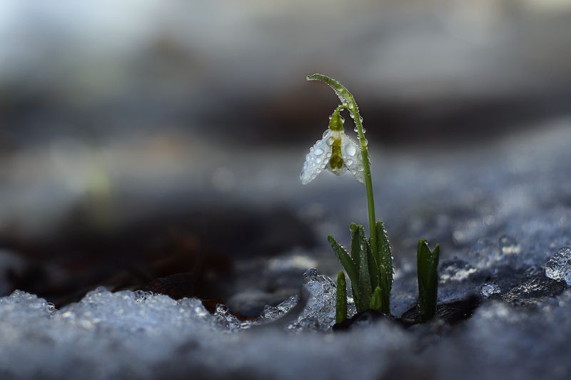 март, весна, подснежник, , гелиос ***photo preview