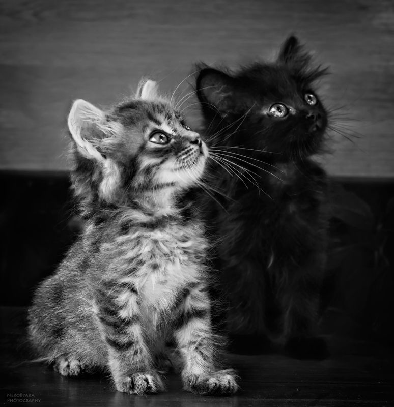 кот, кошка, котята, черно-белое, cat, kittens, blackandwhite, животные, animal ангел и демонphoto preview