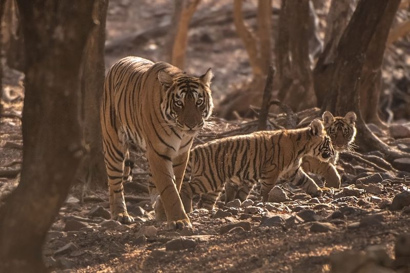 тигр   индия ИНДИЯ.\