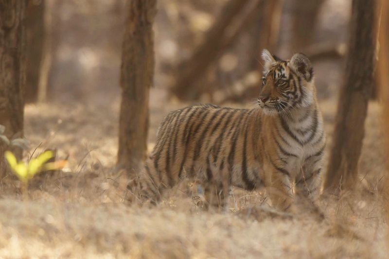 тигр КУДА МАМА СПРЯТАЛАСЬ...?!photo preview