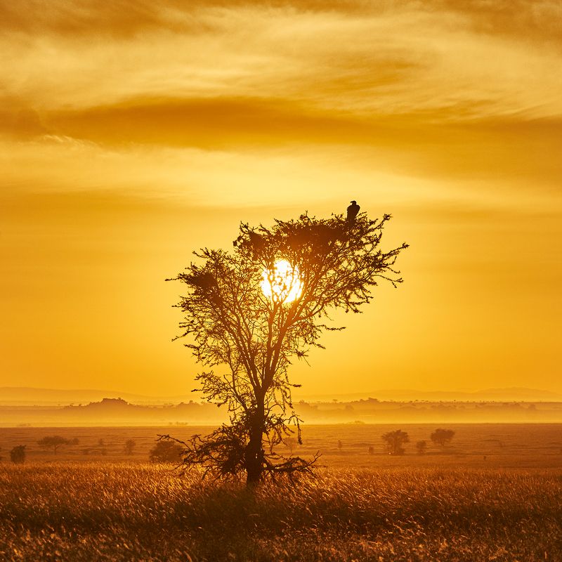 пейзаж серенгети африка sony Утро в Серенгетиphoto preview