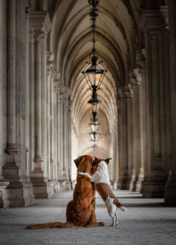 собака photo preview