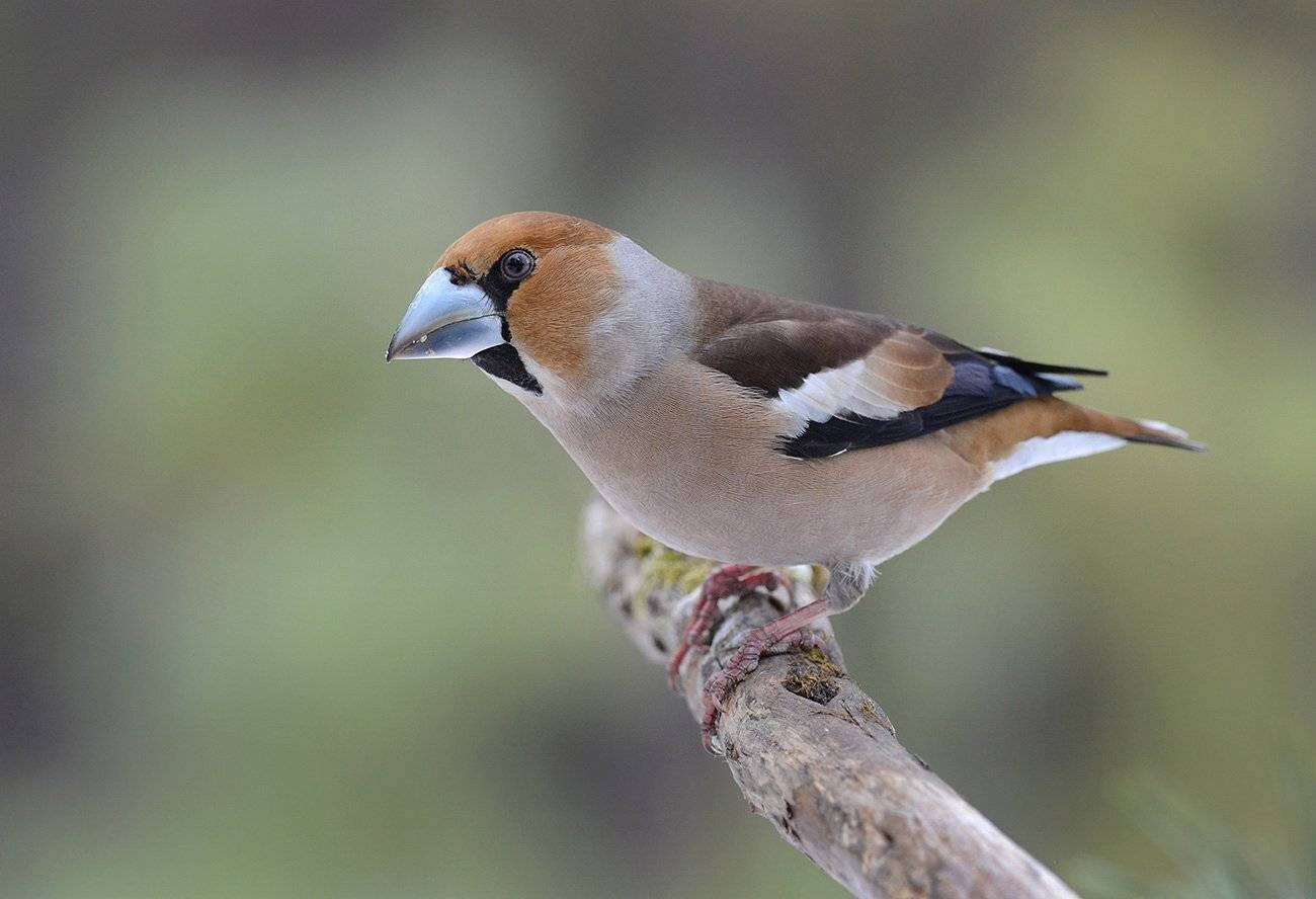 дубонос,самец,стальной клюв,бор, Иван