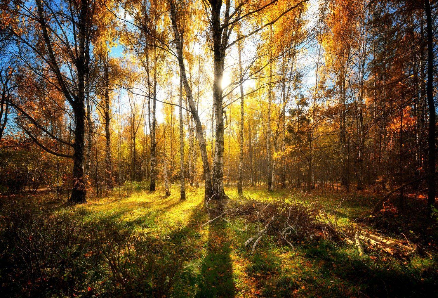Осень в московском парке. Автор: Алексей Никонов , Алексей Никонов