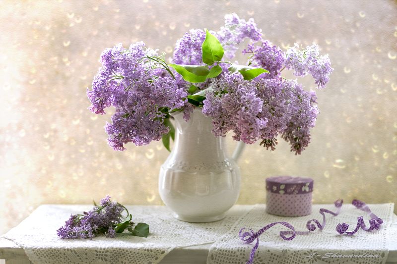 Просто сиреньphoto preview