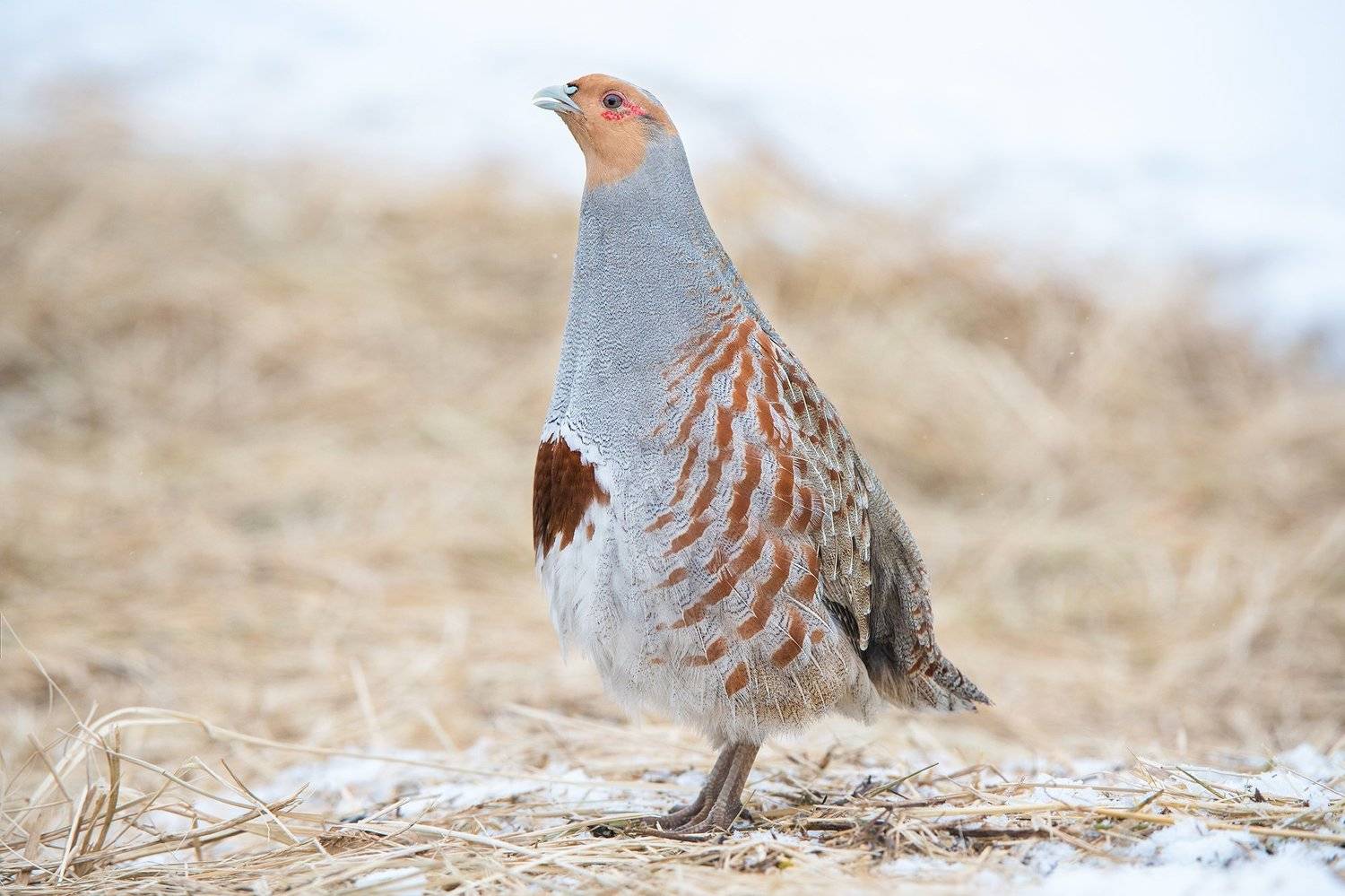 Серая куропатка. Автор: Сумников Алексей серая куропатка, Сумников Алексей