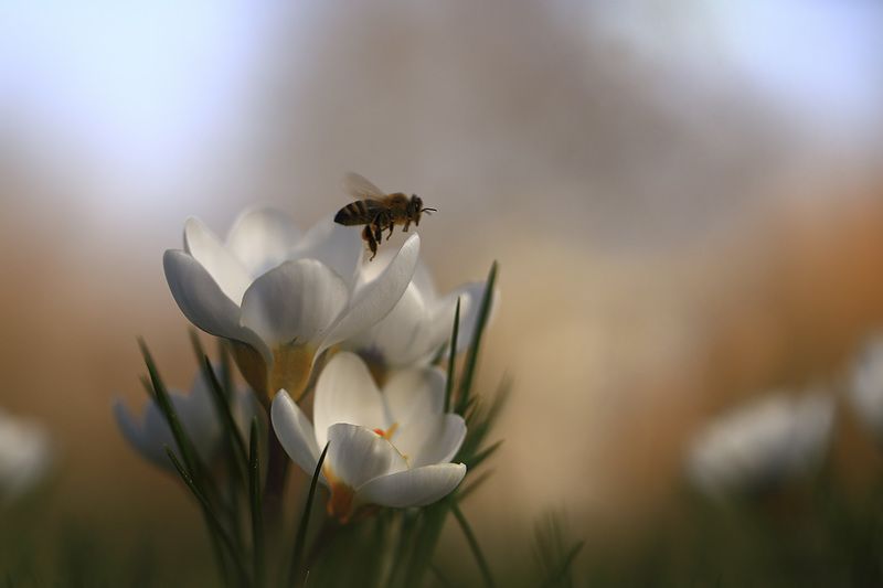 Пчелки,цветочки. Первый сбор.photo preview