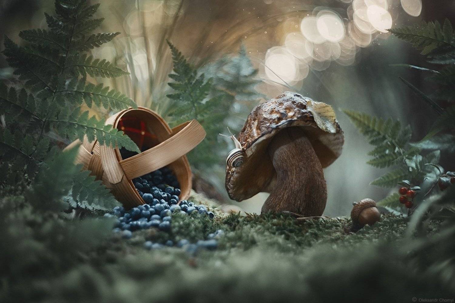 украина, коростышев, лес, природа, гриб, улитка, лукошко, ягоды, черника, мох, лето, макро, макро мир, макро красота, сказка, гармония, жизнь, радость, простота, тишина, счастье, волшебство, фотограф, чорный,, Александр Чорный