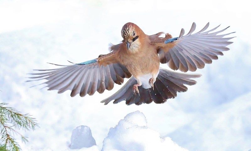 природа , птицы , сойки , зима , полёт на раздутых \