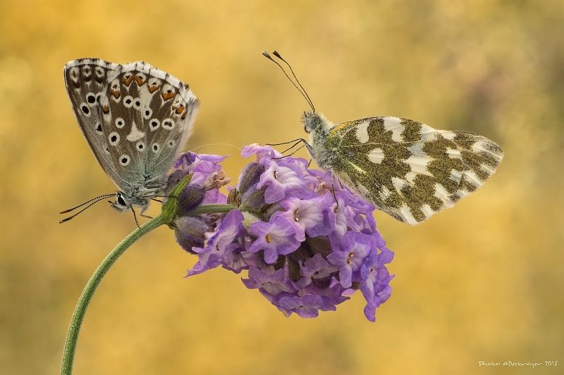 macro nature butterfly A Pair Of Kingsphoto preview