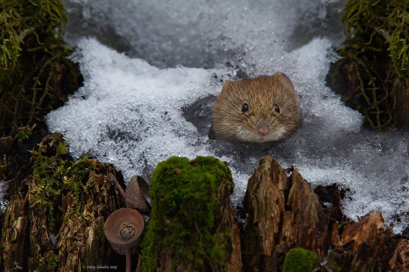 А вот и Яphoto preview