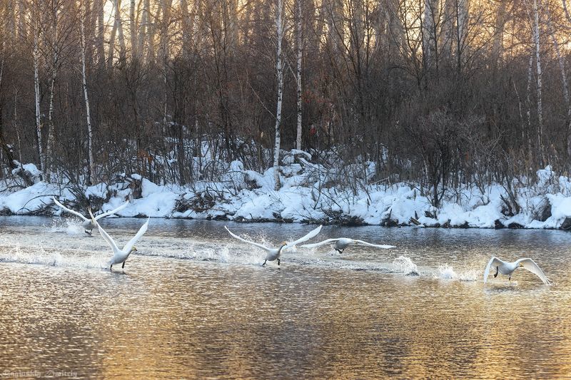 Приводнениеphoto preview