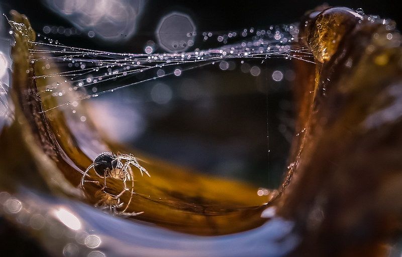 Серфингистphoto preview